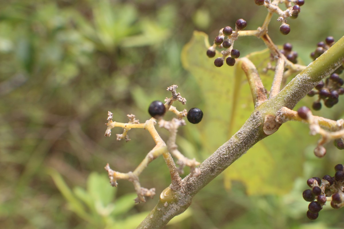 Callicarpa tomentosa (L.) L.